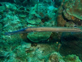 Trumpetfish IMG 6017